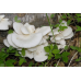 Мицелий Вешенки белой (Pleurotus pulmonarius)